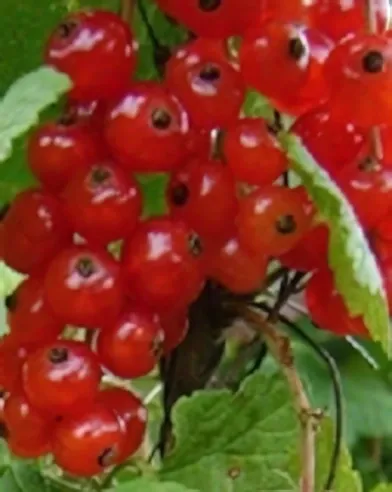 Rovada piros ribiszkebokor