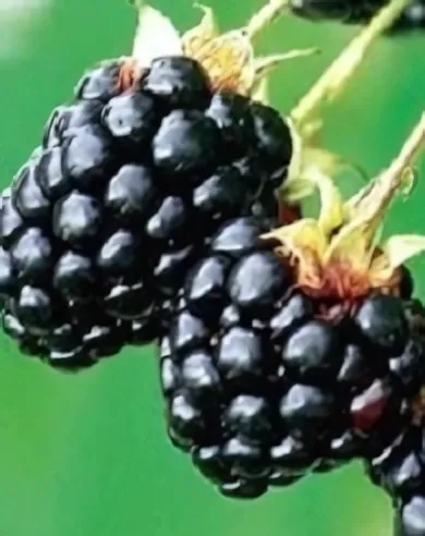 Thornfree szederbokor