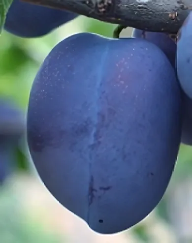 Toptaste (Kulinaria) szilvafa Toptaste (Kulinaria) szilvafa