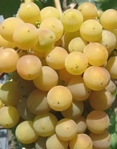 Bolgár rezi  szőlőoltvány "R" konténerben (cserépben)