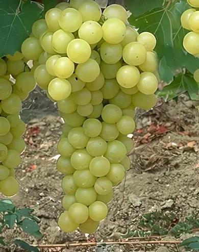Favorit szőlőoltvány konténerben (cserépben)