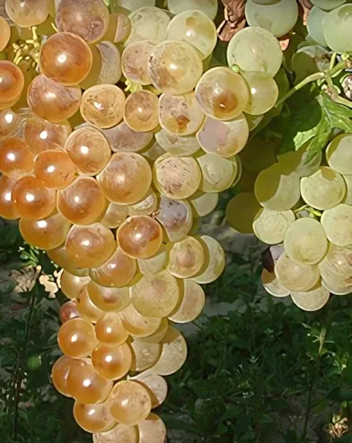 Fehér saszla (Chasselas blanc) szőlőoltvány konténerben (cserépben)