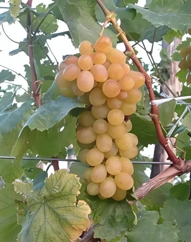 Helikon szépe szőlőoltvány Helikon szépe szőlőoltvány