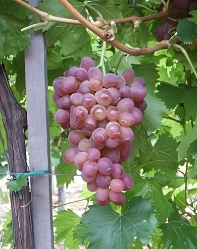 Lidi "R" szőlőoltvány konténerben (cserépben)