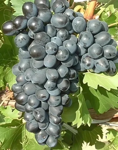 Néró szőlőoltvány "R" konténerben (cserépben)