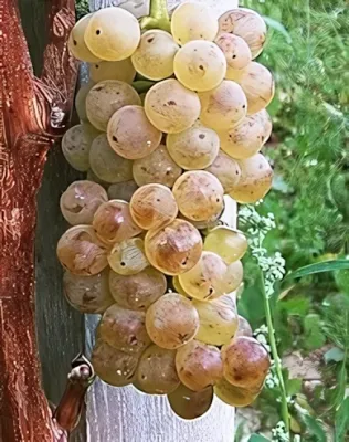 Olaszrizling szőlőoltvány konténerben (cserépben)