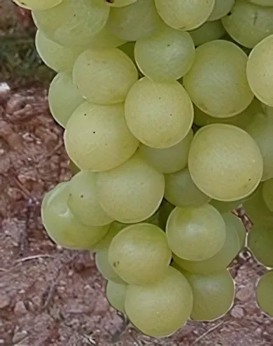 Szőlőskertek királynője szőlőoltvány Szőlőskertek királynője szőlőoltvány