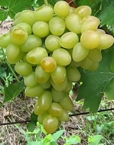 Árkádia szőlőoltvány konténerben (cserépben)