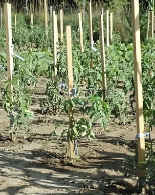 Nortene - Akác támkaró (méret: 25x25mm, hossz: 170cm)