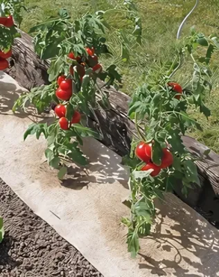 Nortene - FLAXHEMP természetes talajtakaró gyom ellen