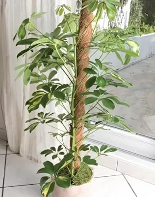 Nortene - Kókusztámasz 1 m