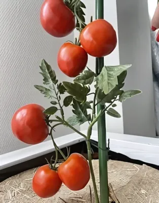 Nortene - Műanyag bevonatú bambuszrúd 0,9 m