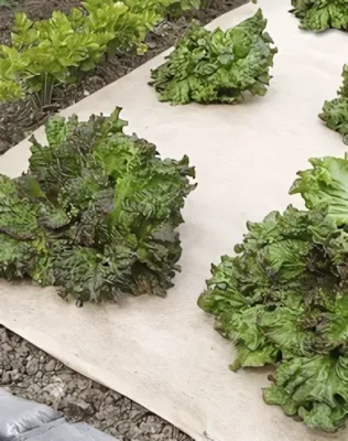 Nortene -Jutesol, természetes talajtakaró gyom ellen, natúr 0,8x10 m