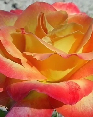 Alinka virágágyi, floribunda rózsa konténerben (cserépben) - sárga, piros sziromszéllel
