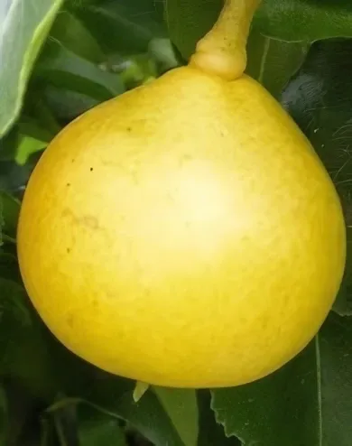 Arabitka körtefa  konténerben (cserépben)