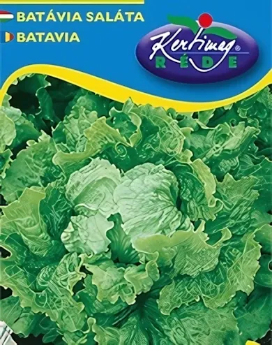 Batávia- saláta vetőmag
