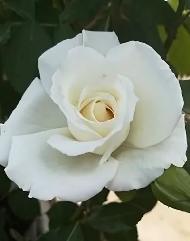 Crystal virágágyi, floribunda rózsa konténerben (cserépben) - fehér