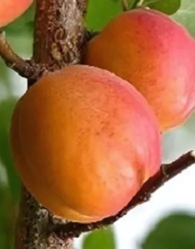 Harcot kajszibarackfa konténerben (cserépben)