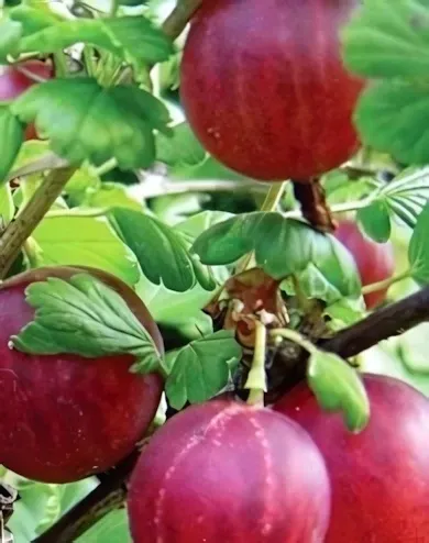 Hinnomaeki red bokor köszméte konténerben (cserépben)