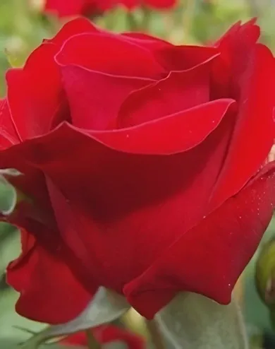 Nina Weibull virágágyi, floribunda rózsa konténerben (cserépben) - piros