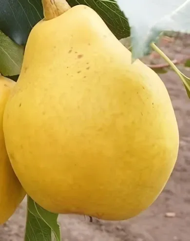 Nyári Kálmán körtefa konténerben (cserépben)