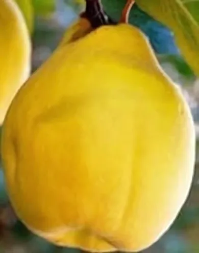 Vranja birsalmafa konténerben (cserépben)