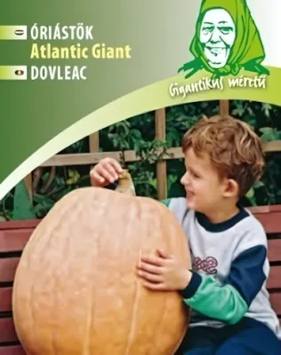 Atlantic Giant óriástök vetőmag
