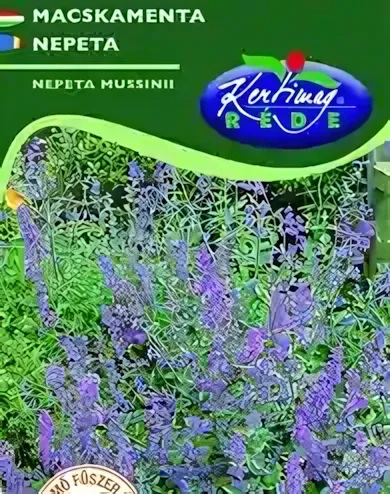 Macskamenta - vetőmag