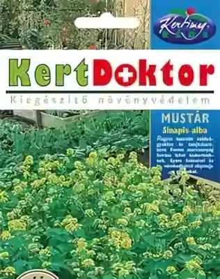 Mustár - vetőmag