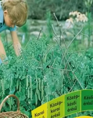 Velőborsó család - vetőmag