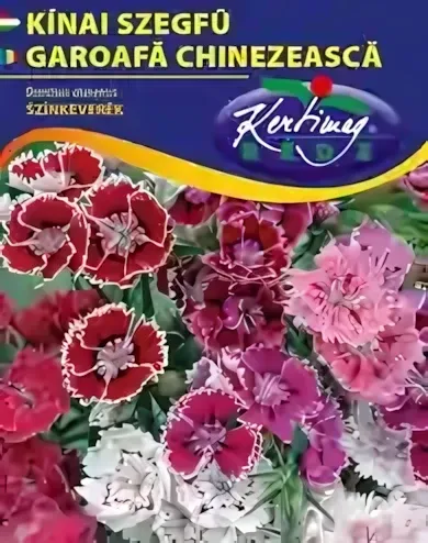 Kínai szegfű - színkeverék virágmag