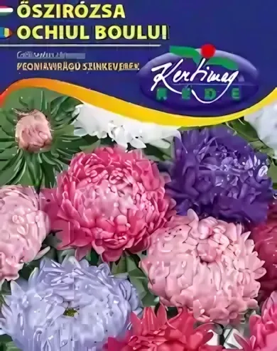 Peoniavirágú őszirózsa - színkeverék virágmag