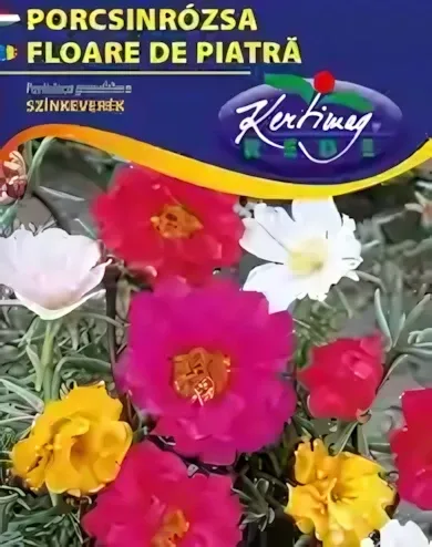 Porcsinrózsa - színkeverék virágmag