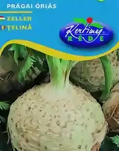 Prágai óriás - zeller vetőmag