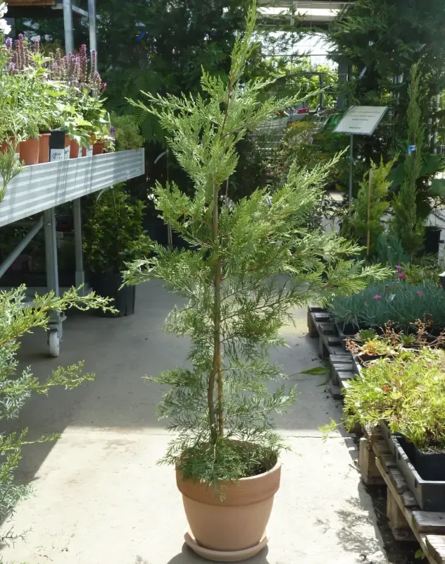 Leyland Ciprus 80-100cm