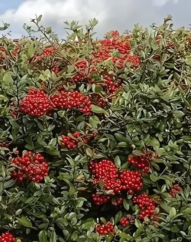 Mohave tűztövis bokor konténerben (cserépben)- piros termésű
