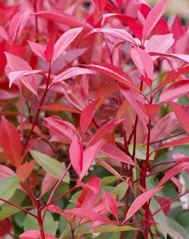 Little Red Robin - Korallberkenye