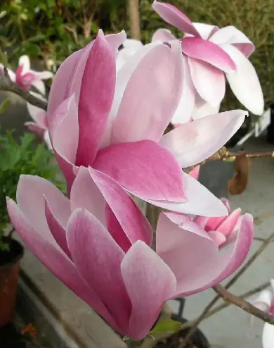 Royal Crown magnólia, óriás virágú liliomfa konténerben (cserépben) - lilásrózsaszín-piros
