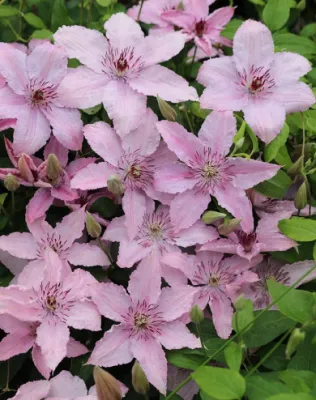 Hagley Hybrid kerti iszalag - világos rózsaszín Hagley Hybrid kerti iszalag - világos rózsaszín