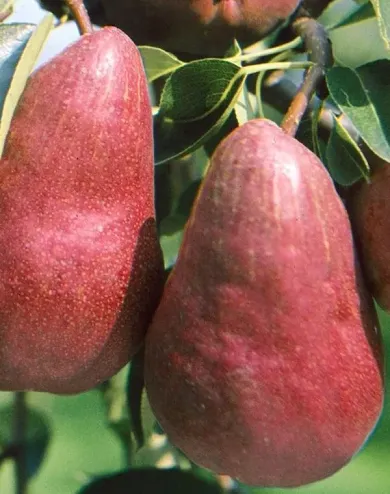 Ina Estival körtefa konténerben (cserépben)