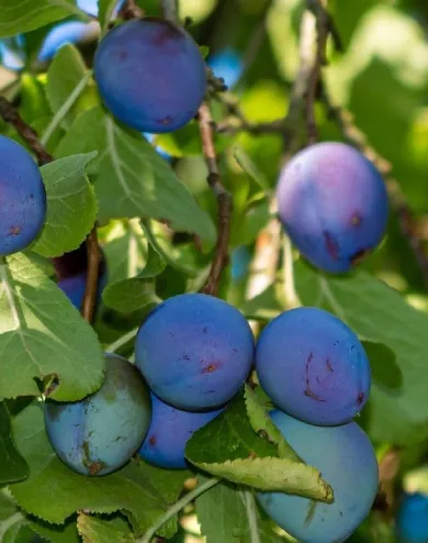 Elena szilvafa konténerben (cserépben)