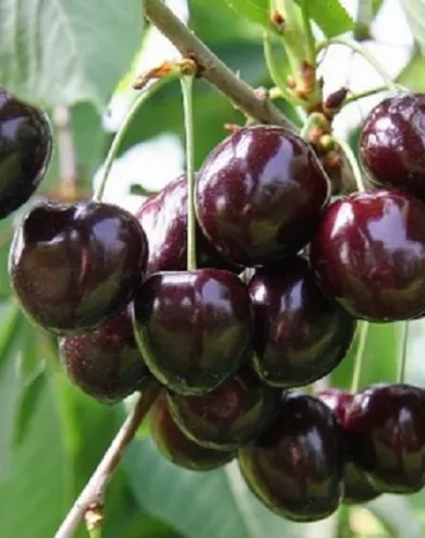 Szomolyai fekete cseresznyefa konténerben (cserépben)