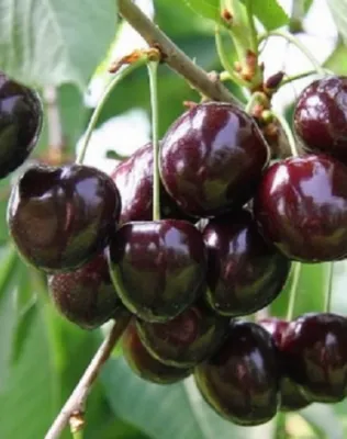 Szomolyai fekete cseresznyefa konténerben (cserépben)