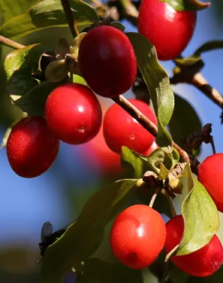 Húsos som konténerben (cserépben) Húsos som konténerben (cserépben)