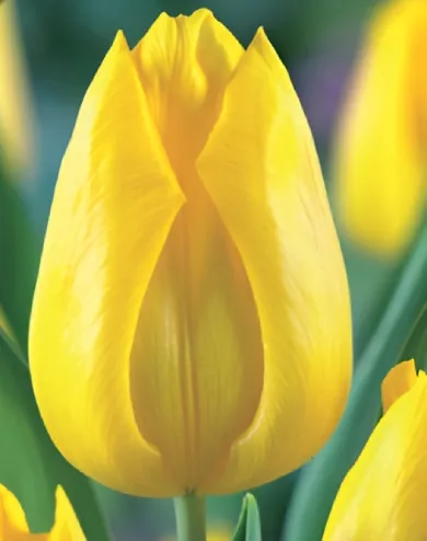 Yokohama tulipán hagyma (10 db/csomag)