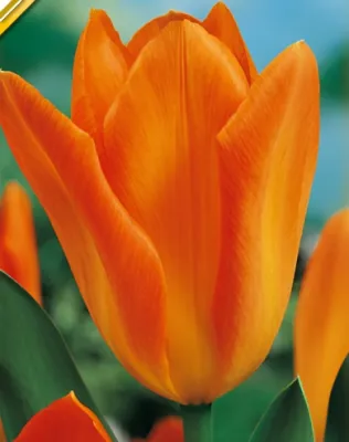 Orange Emperor tulipán hagyma (10 db/csomag)