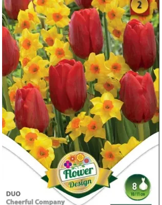 Tulipán- nárcisz duó virághagyma 8 db -  Cheerful Company