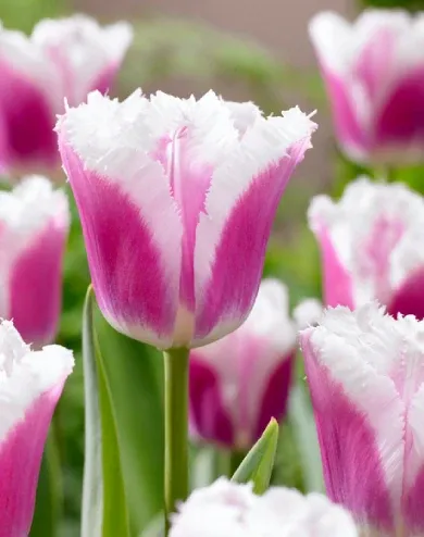 Siesta tulipán hagyma (8 db/csomag)