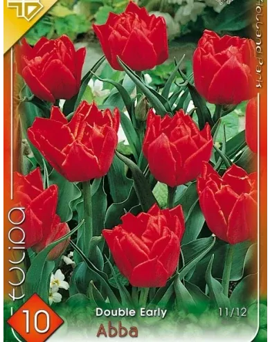 Abba tulipán hagyma 10 db Abba tulipán hagyma 10 db