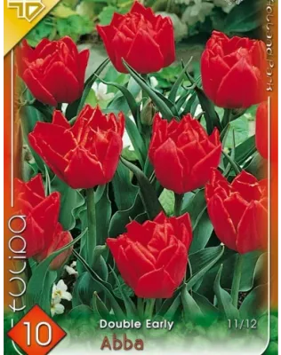 Abba tulipán hagyma 10 db